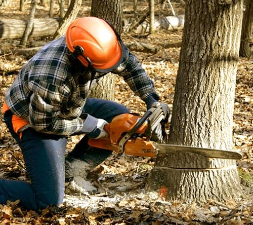 Tree Removal in Onancock, VA